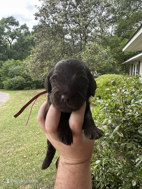 Purple Boy  – Boykin Spaniel puppy for sale in Montezuma, GA