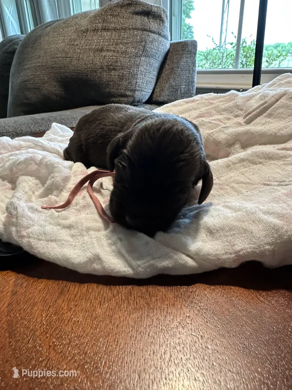 Purple Boy , a male Boykin Spaniel for sale in Montezuma, GA – Photo 1 of 5