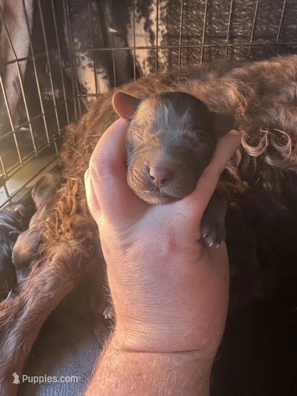 Boy 1 – Boykin Spaniel puppy for sale in Montezuma, GA