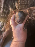 Boy 1, a male Boykin Spaniel for sale in Montezuma, GA – Photo 1 of 5