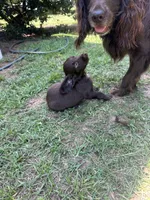 Pink girl, a female Boykin Spaniel for sale in Montezuma, GA – 2 of 9