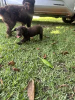 Boy 1, a male Boykin Spaniel for sale in Montezuma, GA – 2 of 3