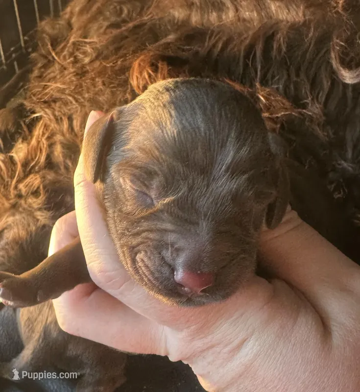 Boy 4 – Boykin Spaniel puppy for sale in Montezuma, GA