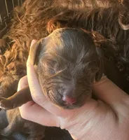 Boy 4, a male Boykin Spaniel for sale in Montezuma, GA – Photo 1 of 5