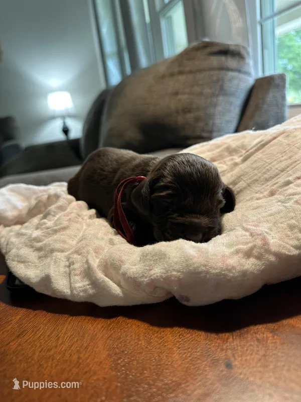 Red Boy – Boykin Spaniel puppy for sale in Montezuma, GA