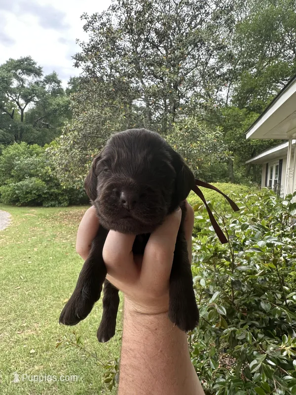 Red Boy – Boykin Spaniel puppy for sale in Montezuma, GA