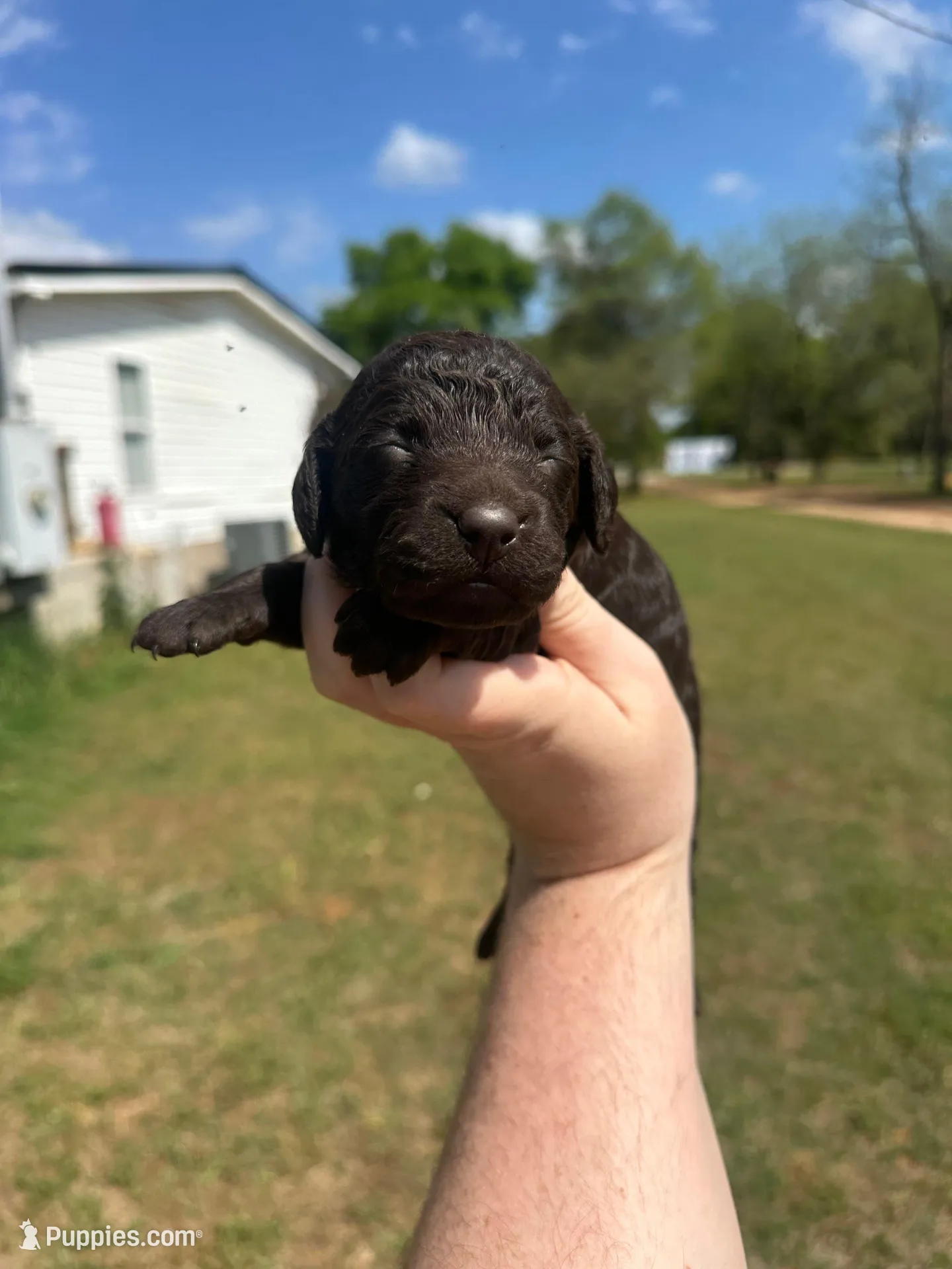Boy 1 – Boykin Spaniel puppy for sale in Montezuma, GA