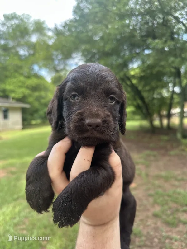 Purple Boy  – Boykin Spaniel puppy for sale in Montezuma, GA