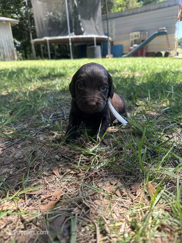 White Boy – Boykin Spaniel puppy for sale in Montezuma, GA