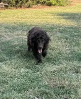 Pink girl, a female Boykin Spaniel for sale in Montezuma, GA – 5 of 9