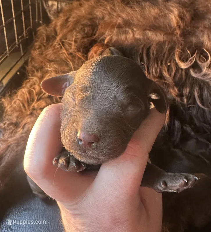 Boy 5 – Boykin Spaniel puppy for sale in Montezuma, GA