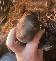 Boy 5, a male Boykin Spaniel for sale in Montezuma, GA – Photo 1 of 5