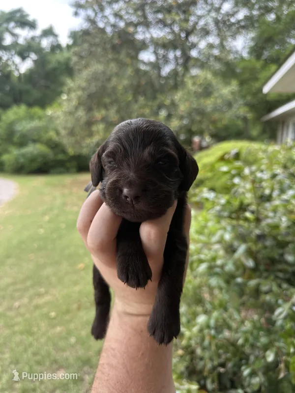 Gray Boy – Boykin Spaniel puppy on hold in Montezuma, GA