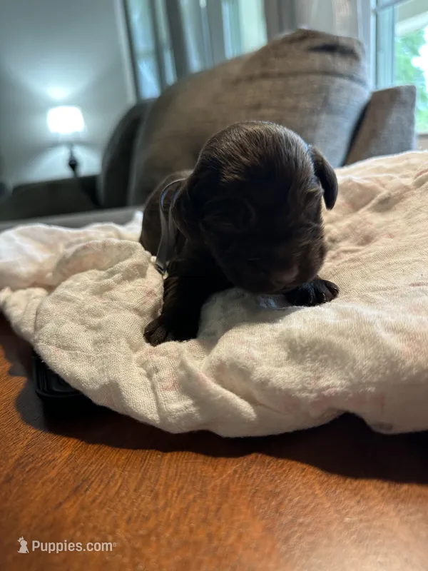 Gray Boy – Boykin Spaniel puppy for sale in Montezuma, GA