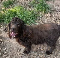 Pink, a female Boykin Spaniel for sale in Montezuma, GA – 5 of 7