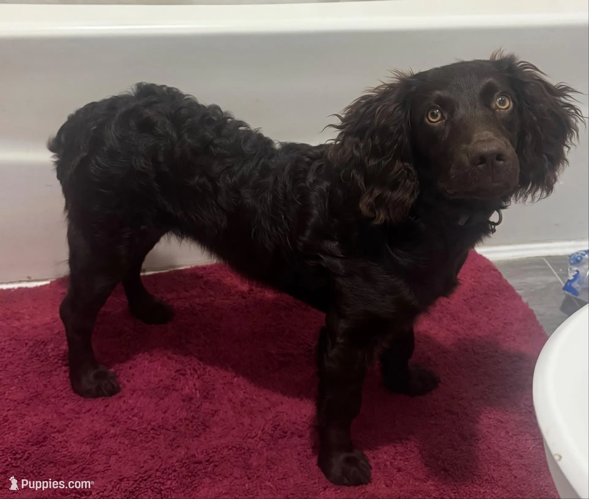 Boy 1, a male Boykin Spaniel for sale in Montezuma, GA – Photo 5 of 7