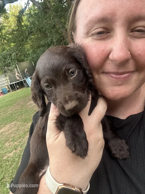 White Boy – Boykin Spaniel puppy for sale in Montezuma, GA