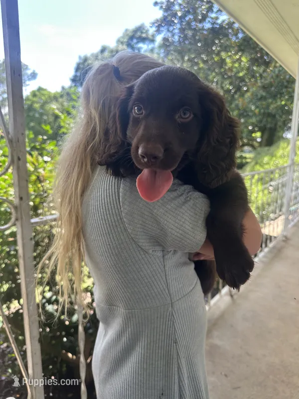 Boy 1 – Boykin Spaniel puppy for sale in Montezuma, GA