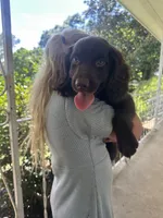 Boy 1, a male Boykin Spaniel for sale in Montezuma, GA – 1 of 3