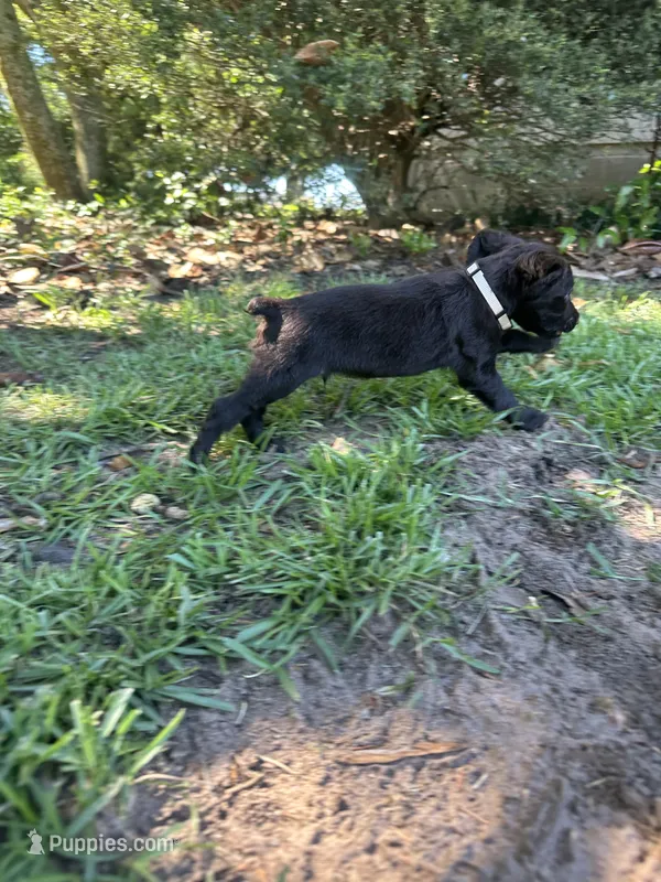 White Boy – Boykin Spaniel puppy for sale in Montezuma, GA