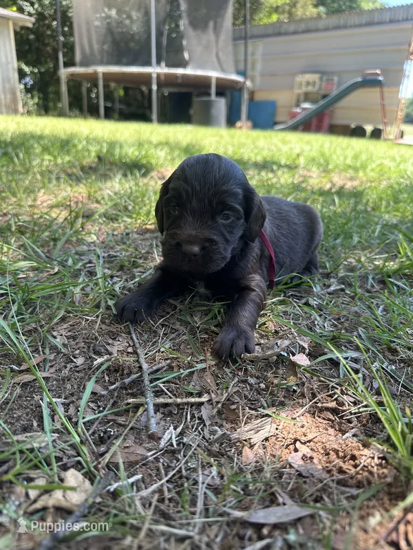 Red Boy – Boykin Spaniel puppy for sale in Montezuma, GA