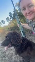 Pink, a female Boykin Spaniel for sale in Montezuma, GA – 7 of 7
