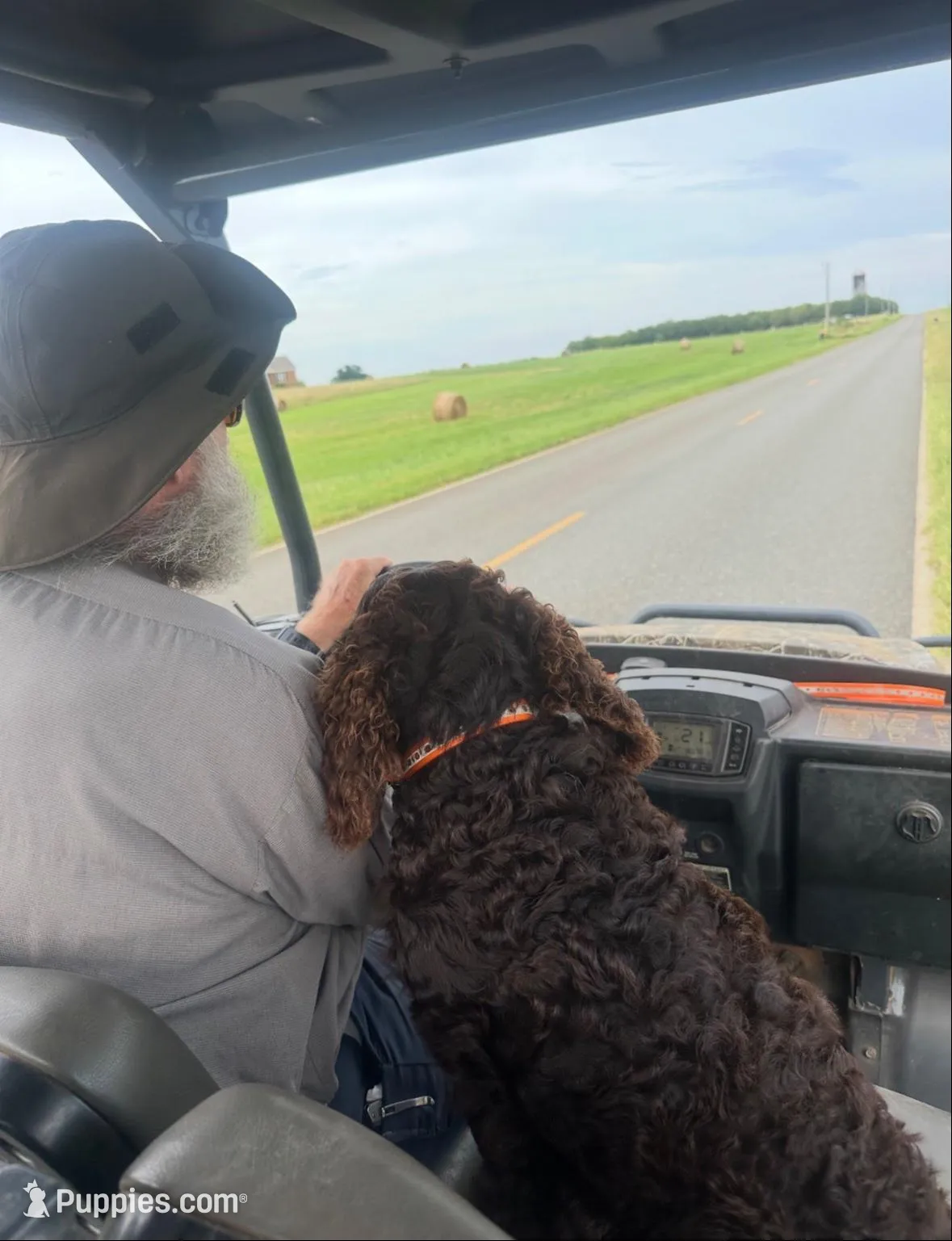 Boy 1, a male Boykin Spaniel for sale in Montezuma, GA – Photo 6 of 7