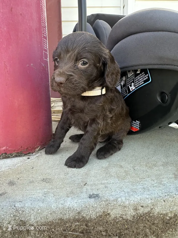 White girl – Boykin Spaniel puppy for sale in Montezuma, GA