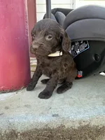 White girl, a female Boykin Spaniel for sale in Montezuma, GA – Photo 1 of 10