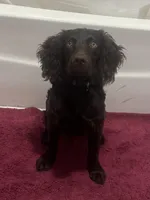 Girl 1 , a female Boykin Spaniel for sale in Montezuma, GA – Photo 4 of 8