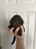 Girl 1. White , a female Boykin Spaniel for sale in Montezuma, GA – Photo 1 of 8