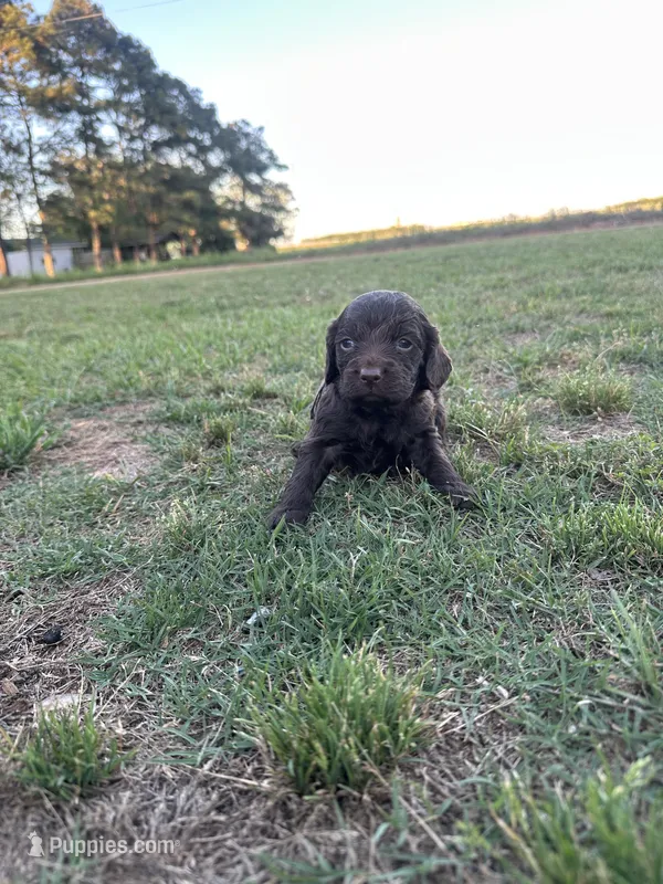Girl 1. White  – Boykin Spaniel puppy for sale in Montezuma, GA