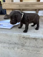 White girl, a female Boykin Spaniel for sale in Montezuma, GA – Photo 2 of 10