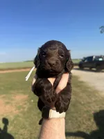 White girl, a female Boykin Spaniel for sale in Montezuma, GA – Photo 3 of 10