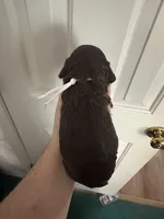 Girl 1. White , a female Boykin Spaniel for sale in Montezuma, GA – Photo 3 of 8