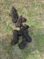 Girl 1 , a female Boykin Spaniel for sale in Montezuma, GA – Photo 3 of 8