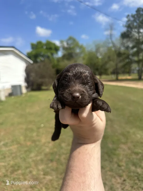 Girl 1  – Boykin Spaniel puppy for sale in Montezuma, GA