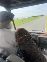 Girl 1 , a female Boykin Spaniel for sale in Montezuma, GA – Photo 6 of 8