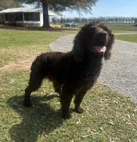 Girl 1 , a female Boykin Spaniel for sale in Montezuma, GA – Photo 8 of 8