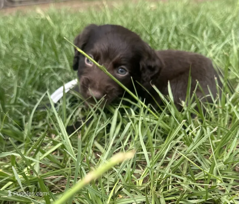 White Boy – Boykin Spaniel puppy for sale in Montezuma, GA
