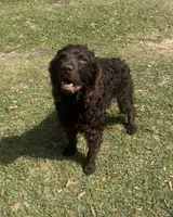 Girl 2, a female Boykin Spaniel for sale in Montezuma, GA – Photo 7 of 8