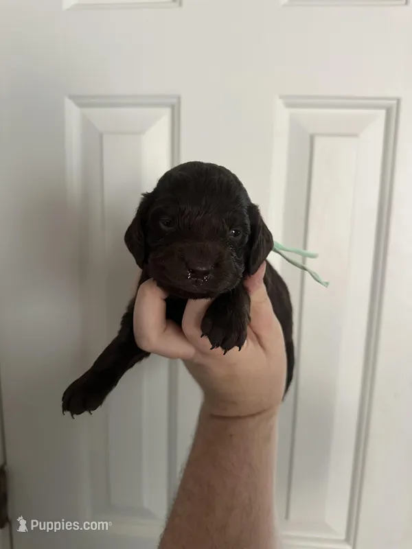 Girl 2. Mint  – Boykin Spaniel puppy for sale in Montezuma, GA