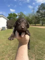 Girl 2, a female Boykin Spaniel for sale in Montezuma, GA – Photo 1 of 8