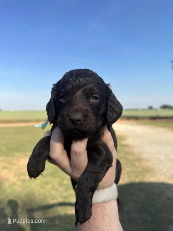 Girl 2. Mint  – Boykin Spaniel puppy for sale in Montezuma, GA