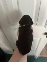 Girl 2. Mint , a female Boykin Spaniel for sale in Montezuma, GA – Photo 4 of 8