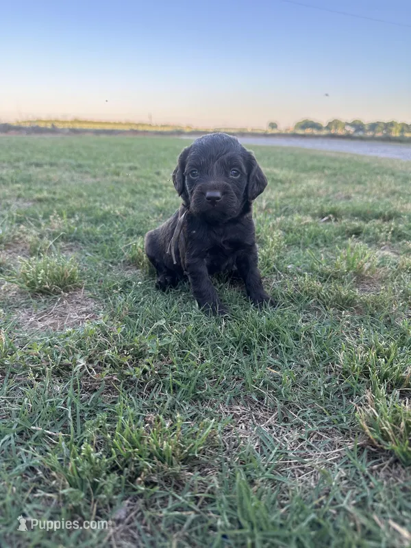 Girl 2. Mint  – Boykin Spaniel puppy for sale in Montezuma, GA