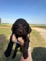 Blue boy, a male Boykin Spaniel for sale in Montezuma, GA – Photo 2 of 10