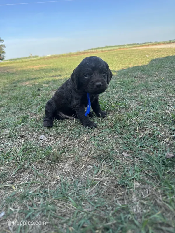 Boy 2. Blue  – Boykin Spaniel puppy for sale in Montezuma, GA