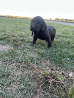 Blue boy, a male Boykin Spaniel for sale in Montezuma, GA – Photo 3 of 10