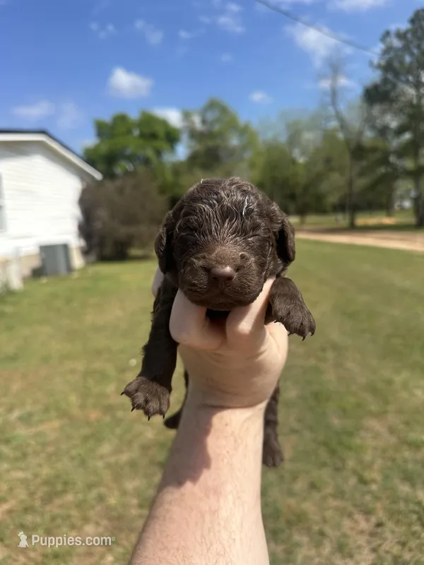 Boy 2 – Boykin Spaniel puppy for sale in Montezuma, GA